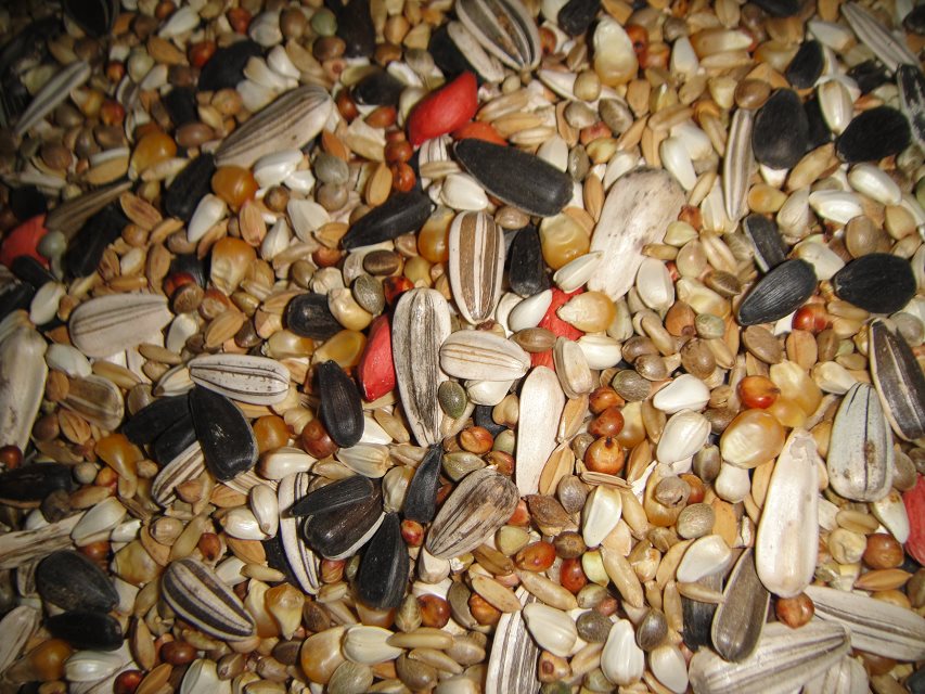 大绯小绯压力山大金太阳和尚鹦鹉粮鸟饲料鸟食