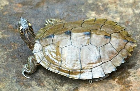 地图龟 宠物龟活体 背甲6-7cm水龟 纯水龟 清水