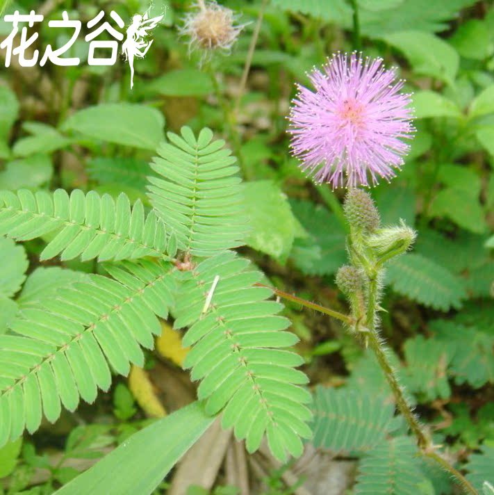 盆栽花草花卉 含羞草种子 阳台庭院种植盆栽花籽 害羞草2元20粒