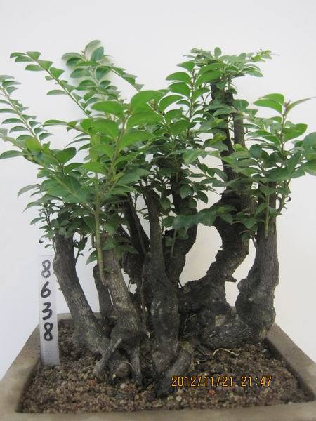 名贵盆景 盆栽 小叶檀香紫檀树 紫檀木 黑檀树 