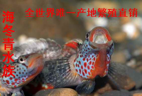 虾虎鱼红唇SP虾虎 冷水鱼 观赏鱼 原生鱼 溪吻