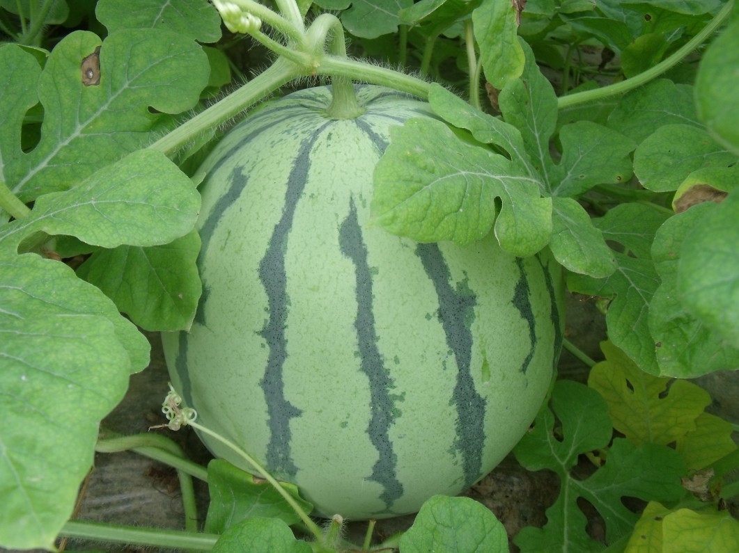 早佳8424西瓜种子 蔬菜水果种子 皮薄 脆又沙甜