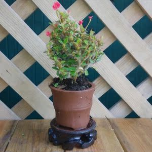 虎刺梅微型盆景 迷你麒麟花盆栽 掌上观花盆景