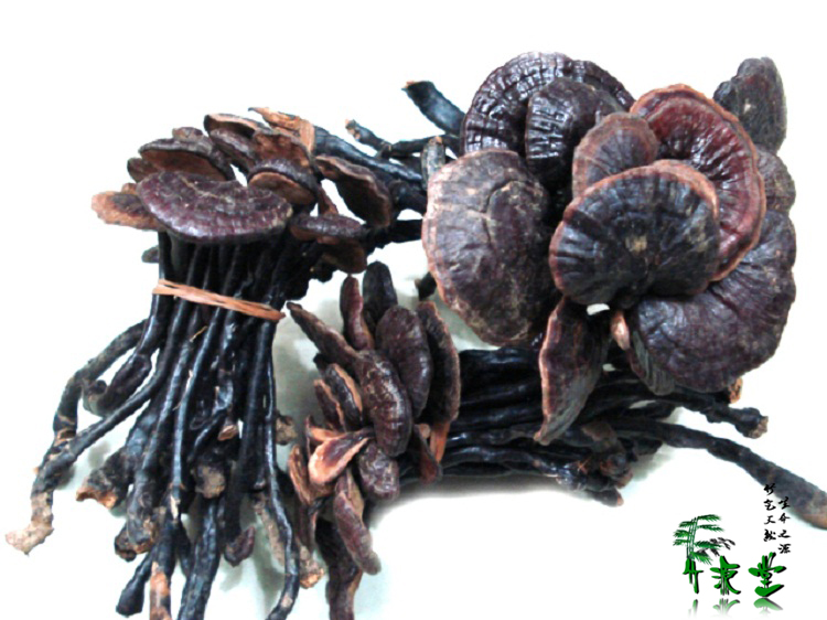 超低价一斤包邮 正品云南野生竹灵芝\/野生紫灵