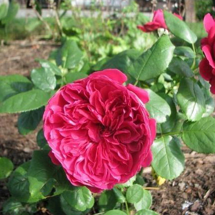 旺童花卉 法国月季 皇家胭脂 庭院观花芳香花卉 易种植 包品种|一淘网优惠购|购就省钱