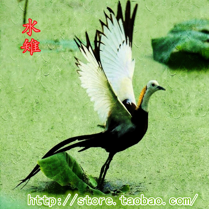 水雉叫声 鸡尾水雉叫声 长尾水雉 水凤凰 鸟声大
