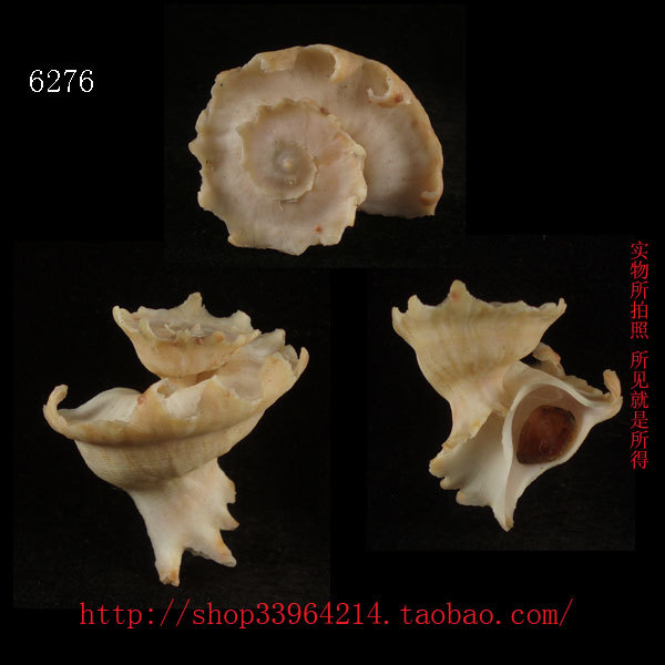 海螺贝壳 (一物一图)4CM 玛娃花仙螺 精品上架