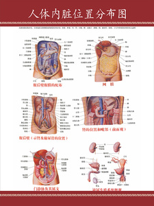 人体内脏位置分布图示意图医学宣传挂图人体器