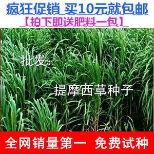 提摩西草种子 提草梯牧草提木西草植物籽养兔牧草种子批发优惠价20元,提摩西草种子精心为您挑选-麦尔网购导航-网购宝