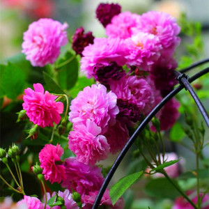 法国微型月季 甜蜜马车小苗(浓香型) 特价售空 现小规格慎拍优惠价28元,法国微型月季精心为您挑选-麦尔网购导航-网购宝