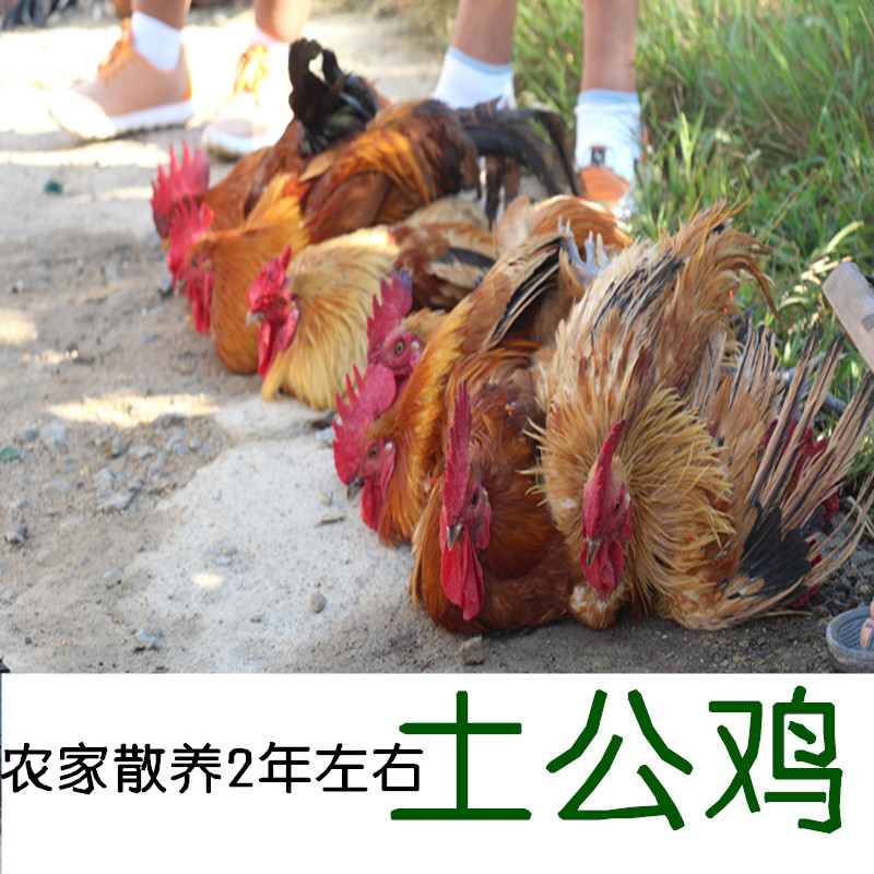 土公鸡 小公鸡 老母鸡老公鸡 农家散养老公鸡 土