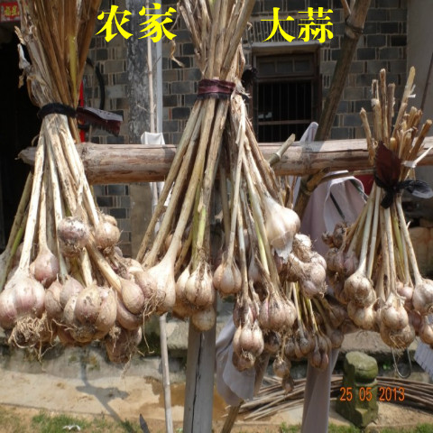 新大蒜头农家自种自晒本地干紫皮大蒜子非紫皮