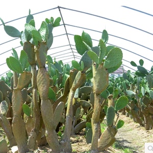 绿植物花卉盆栽墨西哥食用仙人掌室内盆景嫁接