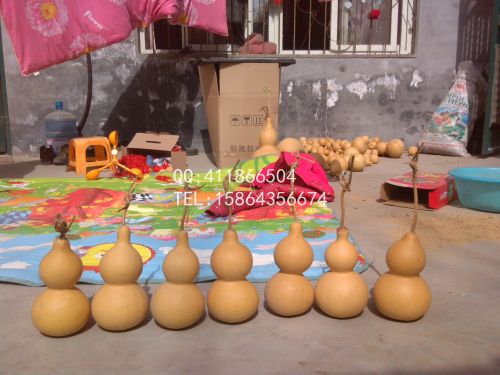 包邮天然中号酒葫芦种子葫芦籽高度20厘米左