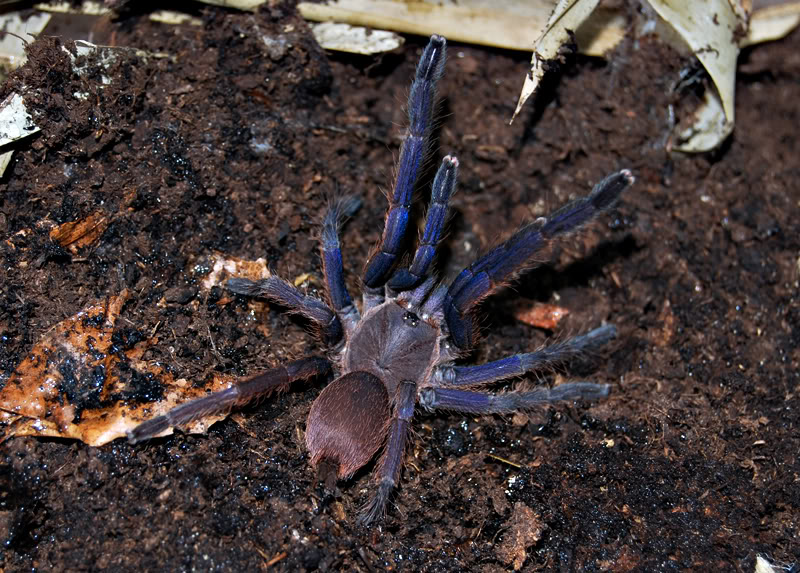 越南蓝\/越南云脚(宠物蜘蛛)Chilobrachys sp blu