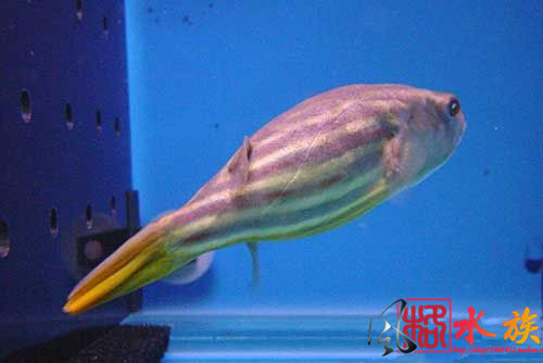 斑马狗头鱼 斑马河豚鱼 观赏鱼 淡水鱼|一淘网优