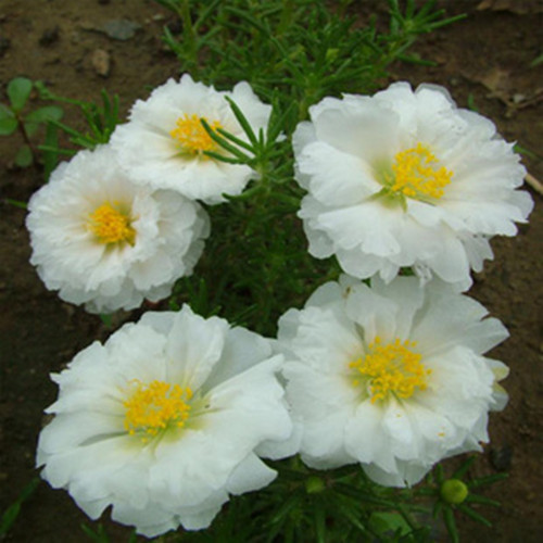 白莲太阳花种子 松叶牡丹 午时花 半支莲 可四季