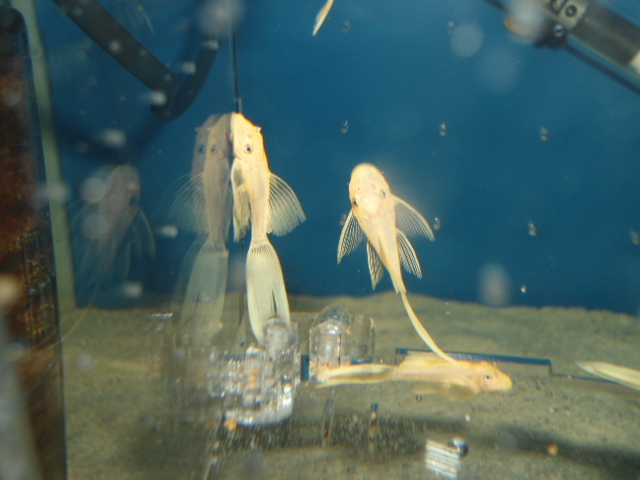 观赏鱼 热带鱼 工具鱼 蓝眼大帆 蓝眼大帆天使