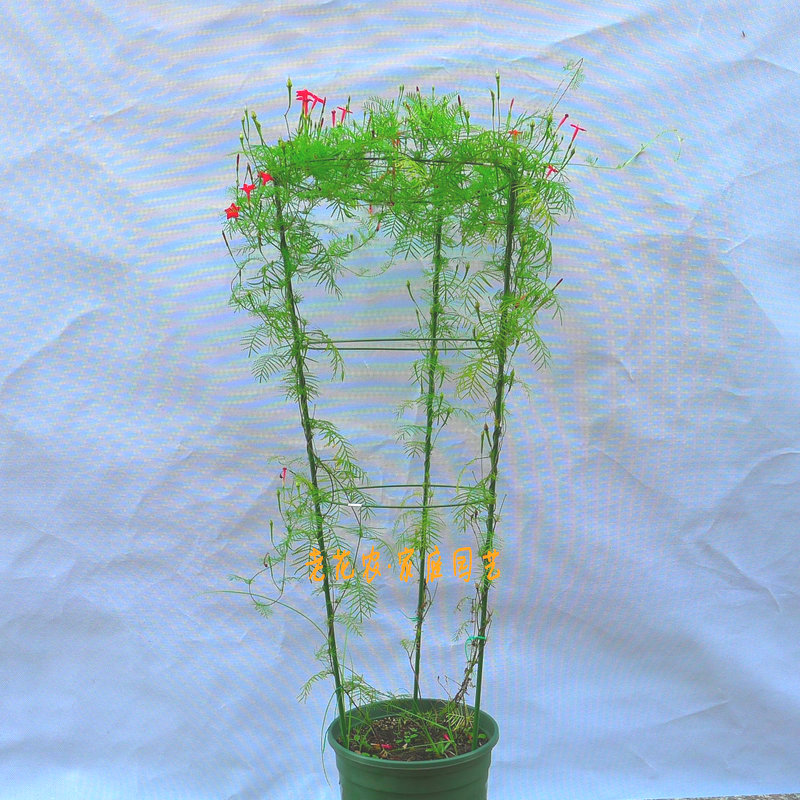 老花农-盆栽植物固定 攀爬藤蔓支柱 园艺支架