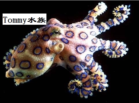 tommy水族 蓝环章鱼 蓝环 海洋生物 海洋活体 北京珊瑚海鱼 章鱼