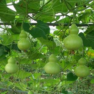 小亚葫芦 观赏葫芦种子好种阳台 盆栽 蔬菜瓜果