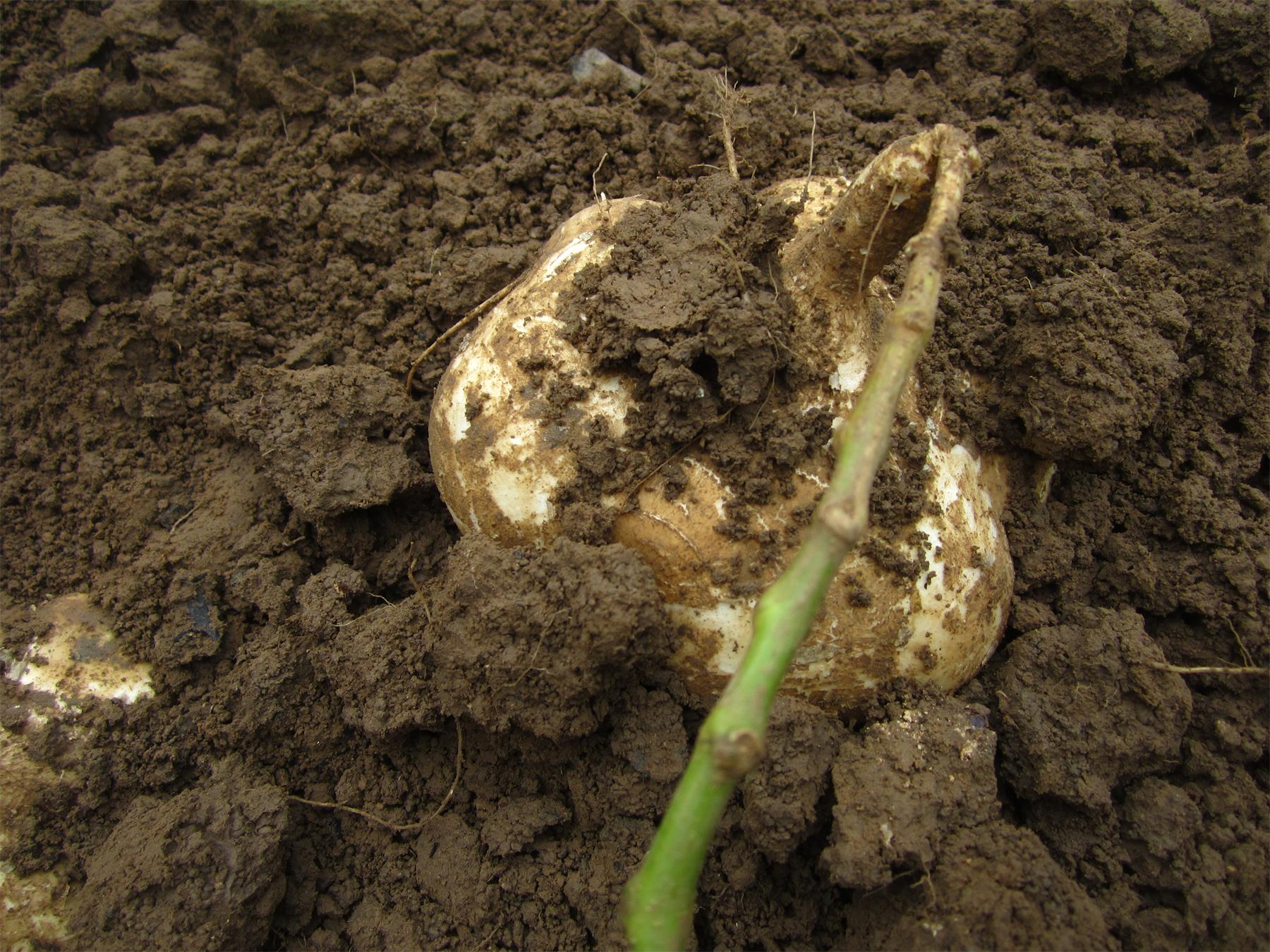 最新上市北京房山露天甜瓜,白地瓜凉薯 最新鲜