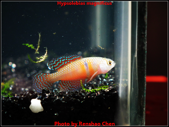 【鳉鱼部落】梦幻七彩珍珠鳉 30颗 未发眼|一淘网优惠购|购就省钱