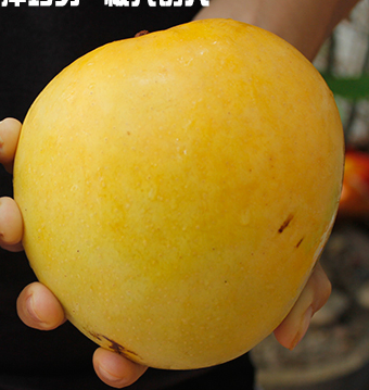 海南空运水果 海南澳芒海南芒果\/澳洲品种\/澳芒