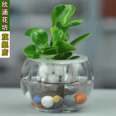 青叶碧玉 室内桌面盆栽 水培绿植花卉 绿豆瓣 豆