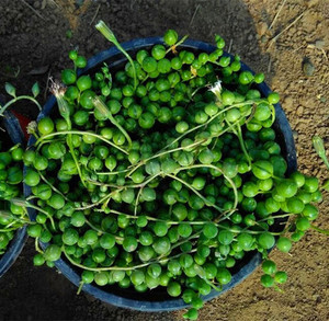 多肉植物珍珠吊兰盆栽室内花卉 佛珠吊兰 吸甲