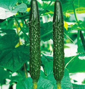 农家露天种植新鲜长黄瓜 刺瓜 绿色无公害蔬菜