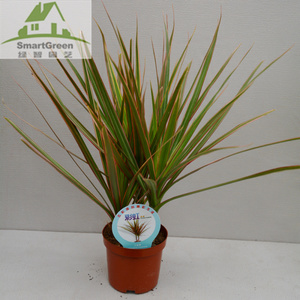 五彩千年木盆栽 三色龙血树 七彩铁红竹观叶植