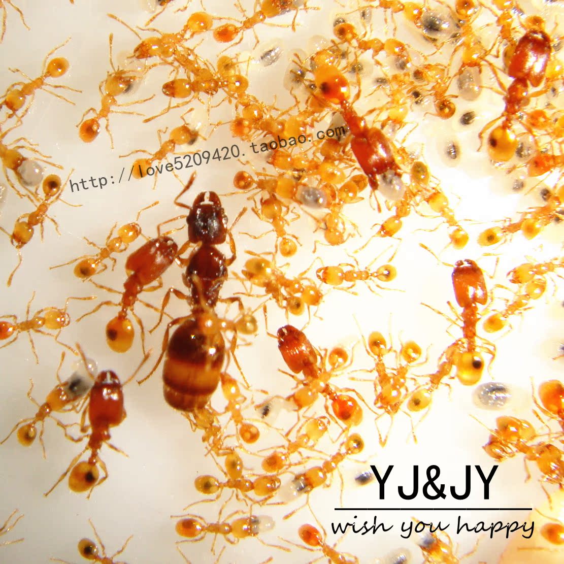 宠物蚂蚁工坊|莹莹蚂蚁小店|黄金大头蚁|极其稀