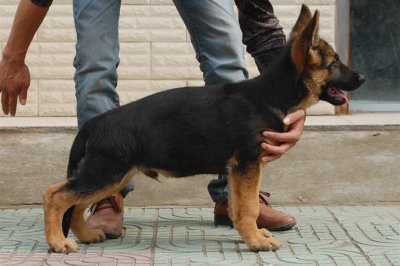 出售纯种德国牧羊犬黑背平贝*可上门挑选.
