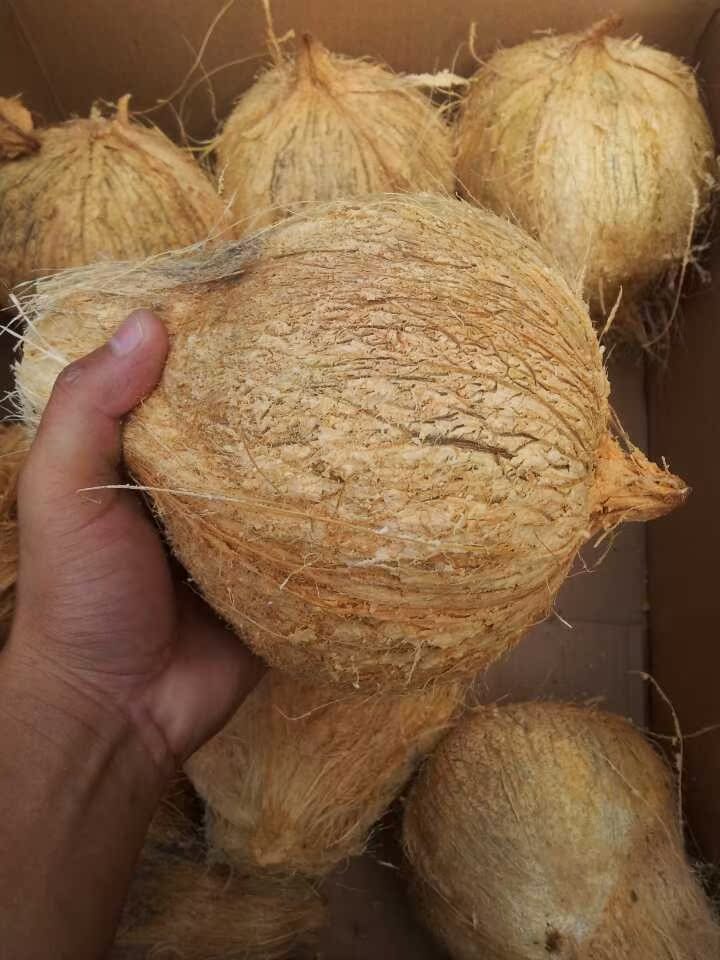 海南青椰子毛椰子 产地直销 金椰毛椰椰汁椰肉