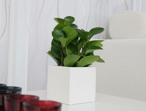 室内盆栽 青叶碧玉 水培绿植 绿豆瓣 盆栽花卉 