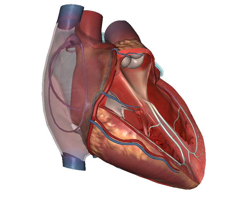 可透明心脏电子三维3D模型软件 心内科、心胸