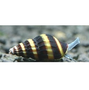 杀手螺 蜜蜂宝塔螺 大黄蜂螺 杀手螺 观赏螺 淡水螺|一淘网优惠购|购就省钱