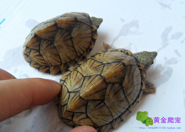14年剃刀苗 剃刀龟活体 压成剃刀龟 麝香龟 4-5