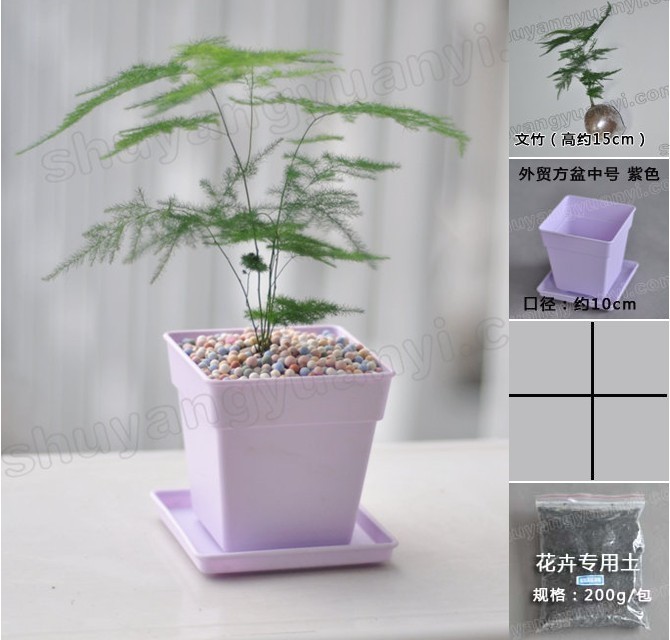 文竹 约1000g 迷你盆栽绿色植物 办公室桌面小绿植 套餐