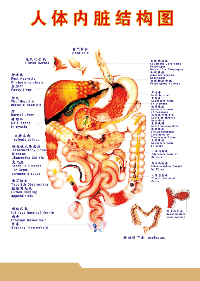 海报印制338人体海报展板46中医人体内脏结构图 非高清图