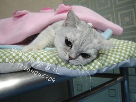 上海-上门猫咪微创绝育<em>手术</em>(<em>公母</em>猫<em>结扎手术</em>,免