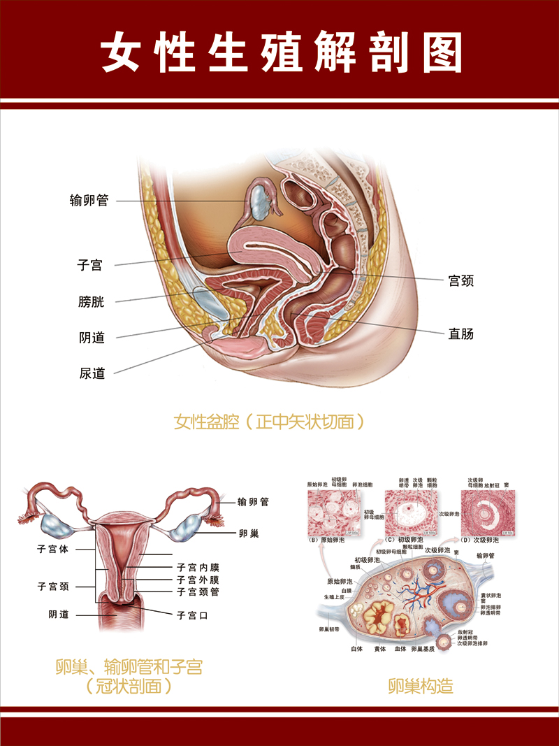 人体解剖海报 女性内生殖器解剖图 肌肉骨骼神经血管分布挂图展板
