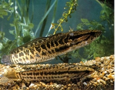 黑白豹斑雷龙鱼 热带大型观赏鱼鱼南方原生猛