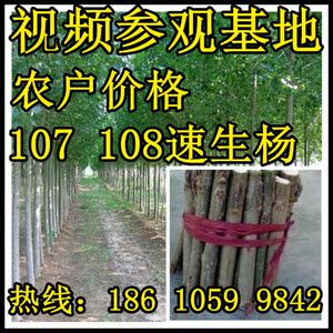 白杨树苗 速生杨107 108 扦插段 杨树条云中杨