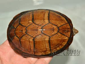 红面蛋龟活体 宠物乌龟 深水龟鳄龟剃刀龟招财
