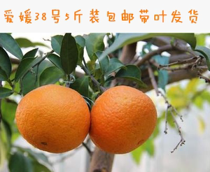 四川爱媛38号胜橘橙桔子橘子橙子手剥橙不知
