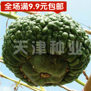 天津种业-仿古瓜南瓜-种子藤蔓蔬菜种子种子prcs3教学ppt图片