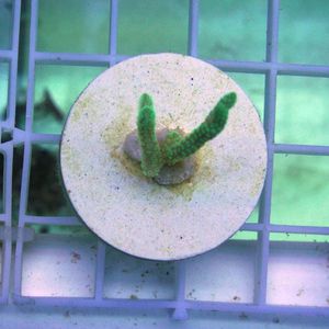 江浙沪可发顺丰 SPS断肢 南太绿鸟 佳轩水族珊