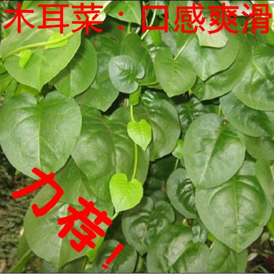 【木耳菜 种子】紫谷叶,超级爽滑的绿色蔬菜!植